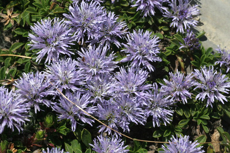 Globularia repens / Globularia strisciante